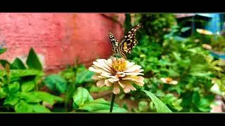 Eastern Tiger Swallowtail on a Zinnia🦋🦋🌼🌼