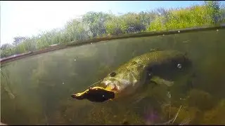 SUPER Clear Water Fishing with Topwater Duck Lure