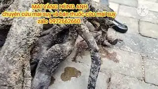 cách cứu những cây mai suy nặng