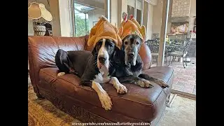 Funny Great Danes Celebrate Canadian Thanksgiving with Turkey Hats & Bouncing