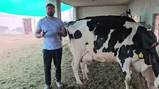 एक बार फिर से 5 महीने की ग़याबन और दूध 30 लीटर😱तैयार और भी बहुत #forsale सिर्फ़ जॉली डेरी पंजाब पर