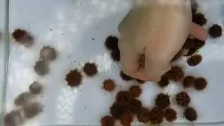 captive bred blue tuxedo urchins