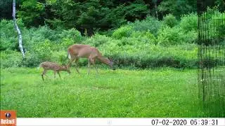 GlenWild May 2020 to July 2020