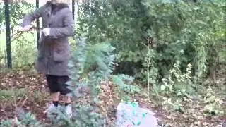 Ramassage du petit bois
