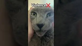 It's the solution #cat #funny #fyp #memes #georgieebom