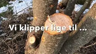 Skovtur 1. - med fokus på Rødel