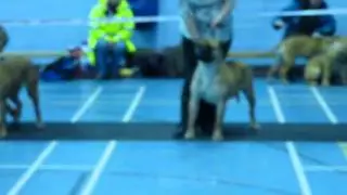 Bullmastiff Association Champ Show Bitch Challenge