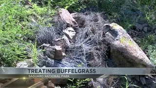 Fire prevention work in Saguaro National Park