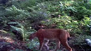 R&acirc;s (Lynx lynx), Romania