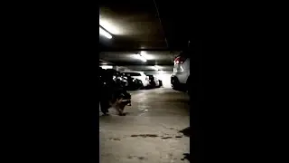 Raccoon Breakdances in Parking Garage&mdash;Wait, What?