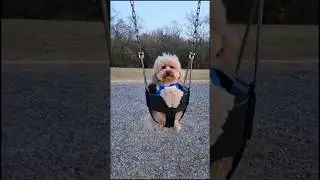 My sunshine 🌞 Kevin💙 #poodles #dogshorts #mysunshine #cutedogs #dogshorts