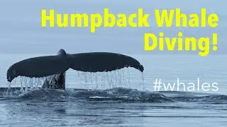 👀 Humpback Whale (Megaptera novaeangliae) Showing Fluke before Diving