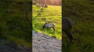 Elk in Yellowstone National Park!! #shorts #elk #yellowstone #animals