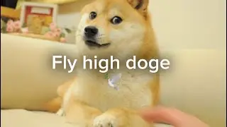 The dog from the doge meme died on May 24th of 2024. Fly high doge 🕊️❤️ #doge #meme #flyhigh #sad