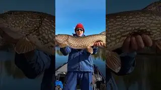 Catching BIG Pike in Downtown Toronto #torontoislands #urbanfishing