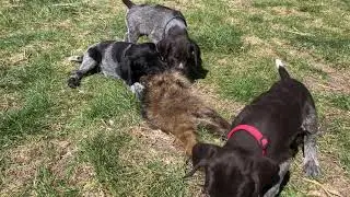 Intro to Raccoon for 6+ Week Old Deutsch Drahthaar Puppies - Part 2