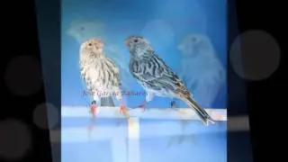 Video presentación Aviarios Campeones del Mundo