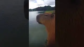 Capybara barking