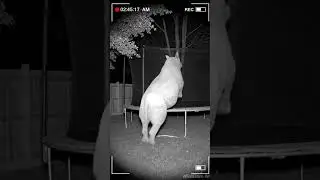 A rhino appeared on camera&hellip; how unexpected 😱 #rhino #cctvcamera #wildcam