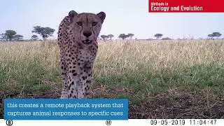 BoomBox: An Automated Behavioural Response camera trap module for wildlife playback experiments