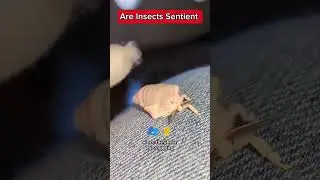 Scientists are discovering insects are sentient! I Sped it up to fit shorts