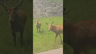 Safari Cambridge kitchener Ontario CMP PICNIC 2025#follower #nature #everyone #highlights#safari