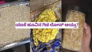 ಹೇಗಿದೆ  ಸಂಕ್ರಾಂತಿ ಹಬ್ಬ ದ ಪ್ರಿಪೇರೇಷನ್.. ಹೂವಿನ ಗಿಡ ಯಾಕೆ ಲೊಸ್ ಆಯ್ತು ?....@Nethraraghu-liya 