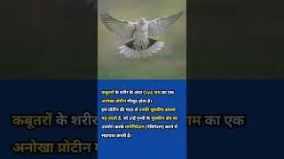 कबूतर रास्ता कैसे पहचानते हैं? | Cry4 Protein का रहस्य 🧲 #kabootar #megnet #facts #science #shorts