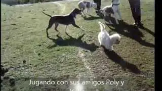 PERROS NINJAS