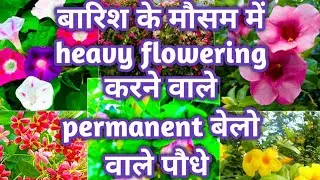 Top 10 creeper /climbers /Vine flowering plant in India || Best vines for Container