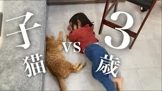 猫とどうしても仲良くなりたい３歳児の戦い