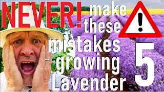 Never Make These Five Mistakes Planting and Growing Lavender