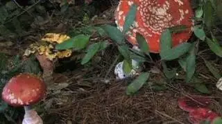 Santa Cruz Fungus Fair - Deadly or Dangerous Poison Panel