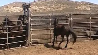 #2445 7yr old blk mare, Silver king, NV