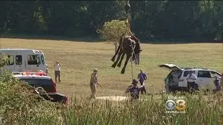 Crews In Chester County Rescue Horse Stuck In The Mud