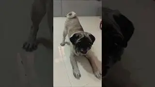 dog bark short video 🐶 | #dog #dogbarks