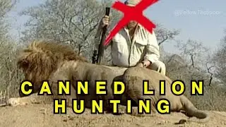 Canned Lion Hunting - (with hunt scene)