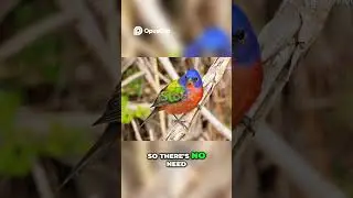 Painted Bunting Safe! Good News for Bird Lovers!  #birds #birdingparadise #wildlife #paintedbunting