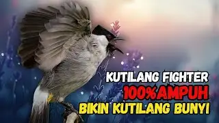 Suara Burung Kutilang FIGHTER Gacor  Cocok Untuk Pancingan Agar Bunyi