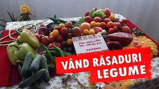 Rasaduri legume : Rasad de ardei rasad rosii rasad de flori de curte 2025