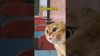 If MATHEMATICS are MATHEMATICAL 🤔 (CAT VERSION🐈) @NutshellAnimations #shorts