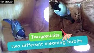 Great Tits&rsquo; Morning Routine: Cleaning vs. Exploring! Morning inside the birdhouse
