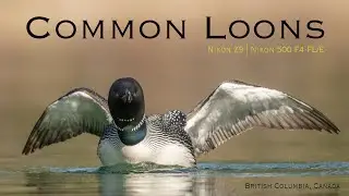 2025 Common Loons - Nikon Z9