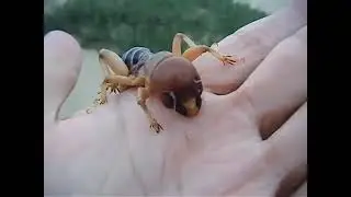 huge and fascinating potato bug 🐜 🔥 #usa #animals