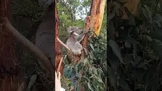 Cute and Cudly Australian Marsupial
