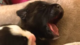 7 puppies abandoned in box, left to die