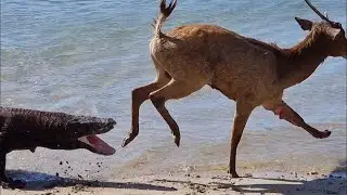 Comodo dragon attack on deer.