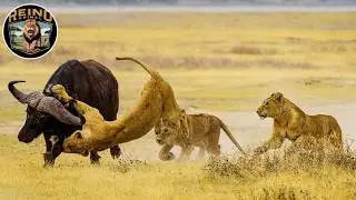 The Survival Battle of Female Animals in the Savannah #wildanimals | Animal Kingdom