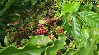 Vườn Cà phê Để hoang Nhưng Quá Mỹ mãn... 