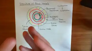 Endothelium Derived Relaxation Factor Part 1